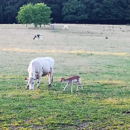 Daire Au Natur'elle Gemmenich
