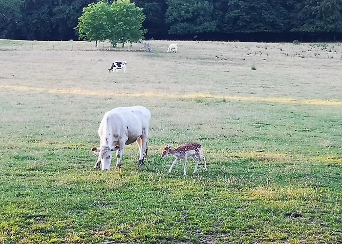 Apartment Au Natur'elle Gemmenich